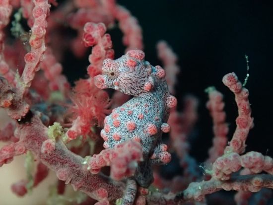 ファンダイビング ヒルトゥガン島・ナルスアン島・オランゴ島（タリマ、バスコーラル）・マクタン島周辺 ＜ボート／2～3ダイブ＞by S2 CLUB CEBU