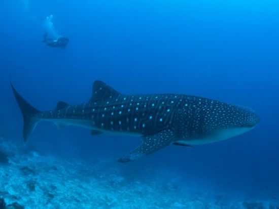 ジンベイザメファンダイビングツアー 最大6名の少人数制！オスロブ+スミロン島＜ボート／2ダイブ／日本語ガイド／送迎＞