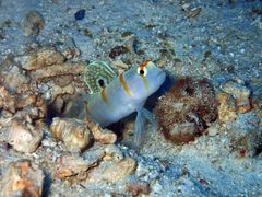 ヒルトガン島・オランゴ島
