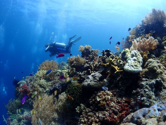 ジンベイザメファンダイビングツアー 最大6名の少人数制！オスロブ+スミロン島＜ボート／2ダイブ／日本語ガイド／送迎＞