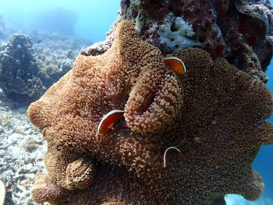 ジンベイザメファンダイビングツアー 最大6名の少人数制！オスロブ+スミロン島＜ボート／2ダイブ／日本語ガイド／送迎＞