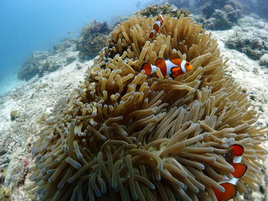 ジンベイザメファンダイビングツアー 最大6名の少人数制！オスロブ+スミロン島＜ボート／2ダイブ／日本語ガイド／送迎＞