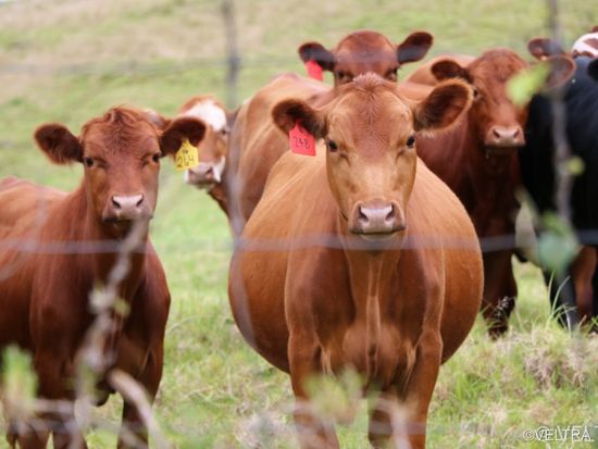Hawaii_Maui_Bike Maui_Cattles