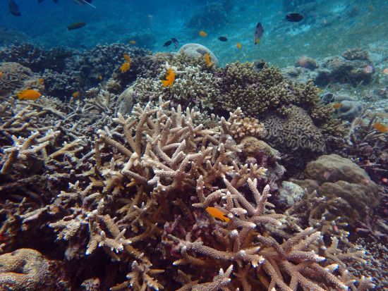 体験ダイビング マクタン島周辺または海洋保護区ヒルトゥガン島へ！＜混載／ボート／1ダイブ＞by エメラルドグリーンダイビングセンター