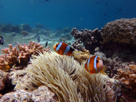 体験ダイビング マクタン島周辺または海洋保護区ヒルトゥガン島へ！＜混載／ボート／1ダイブ＞by エメラルドグリーンダイビングセンター