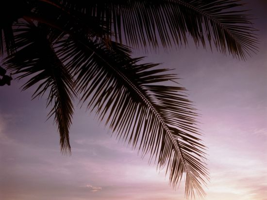 サンセットセイリング　カクテルを片手にサンセット観賞 ＜午後／BBQディナー付き／ランカウイ発＞