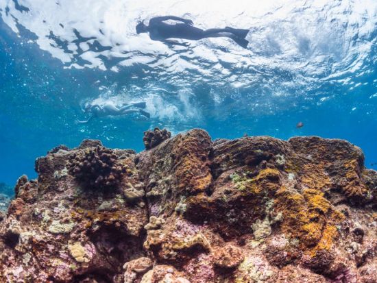 ハワイ島 ケアラケクア湾　シュノーリングツアー ＜軽食付き／英語ガイド＞
