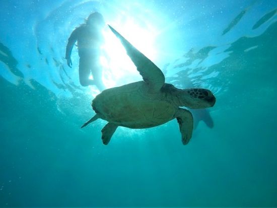 宮古島発ウミガメと2回泳ごう！遭遇率重視のシュノーケルツアー＜再チャレンジ無料保証／写真付き／1日／宮古島＞