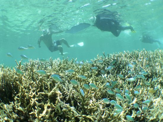 はじめての海遊び！お魚さがしのぷかぷかシュノーケル 2歳～75歳まで参加OK！市街地にあるパウダールームなど設備充実の店舗集合でらくらく参加＜写真付き／宮古島＞
