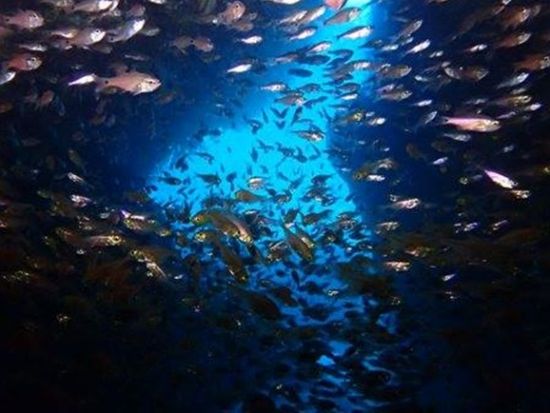 ダイビングライセンス取得コース（CMAS）＜2～3日間／伊東市＞by リトルリッツ