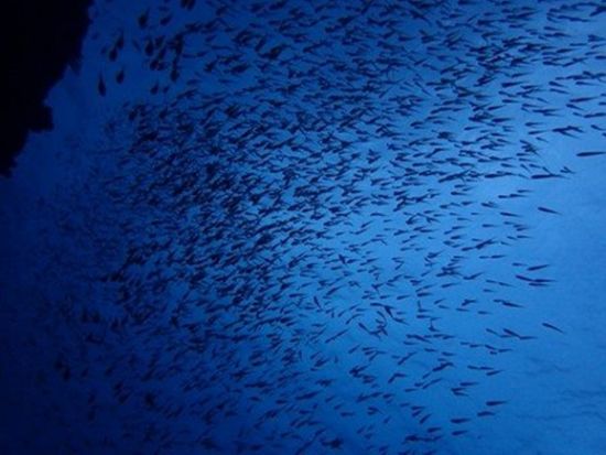 ファンダイビング 伊豆海洋公園 初心者向け・ウミガメ・水中ポストなどコースも様々！＜ビーチ／1～2ダイブ＞by リトルリッツ