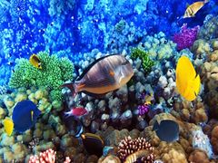 Reef-scene