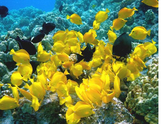 ハワイ島 ケアラケクア湾シュノーケリングツアー　滑り台や飛び込み台完備の船で行く！＜午前・午後／英語ガイド／食事付＞by フェアウィンド号