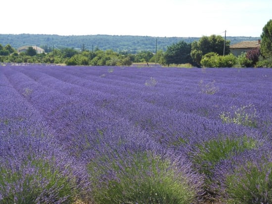 Provence Lavender Fields Morning Tour from Avignon (5 Jun - 14 Aug 2020 ...