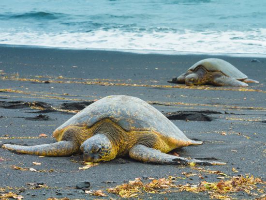 キラウエア国立公園ツアー　コーヒー農園立ち寄りやマウナケア山に近いサドルロード付近での星空観測もあり＜昼食・夕食付き／英語ガイド＞