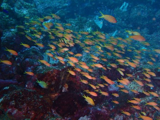ファンダイビング 伊豆海洋公園 初心者向け・ウミガメ・水中ポストなどコースも様々！＜ビーチ／1～2ダイブ＞by リトルリッツ