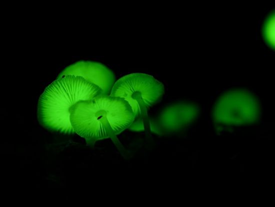 父島ナイトツアー　星空観察や夜行性の生き物探しなど季節に合わせたスポットへベテランガイドがご案内＜夜／送迎付き／小笠原諸島・父島発＞by ボニンブルーシマ