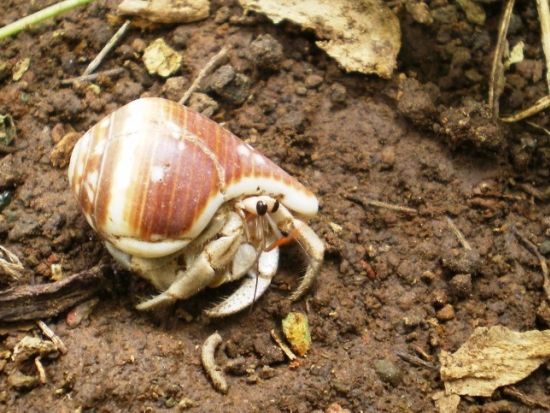 父島ナイトツアー　星空観察や夜行性の生き物探しなど季節に合わせたスポットへベテランガイドがご案内＜夜／送迎付き／小笠原諸島・父島発＞by ボニンブルーシマ