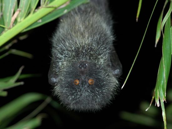 父島ナイトツアー　星空観察や夜行性の生き物探しなど季節に合わせたスポットへベテランガイドがご案内＜夜／送迎付き／小笠原諸島・父島発＞by ボニンブルーシマ