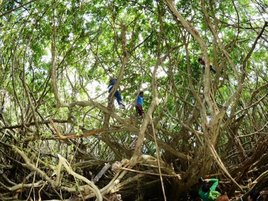 ハートロック（千尋岩）トレッキングツアー　亜熱帯の森やガジュマルの森をベテランガイドがご案内＜1日／送迎付き／小笠原諸島・父島発＞by ボニンブルーシマ