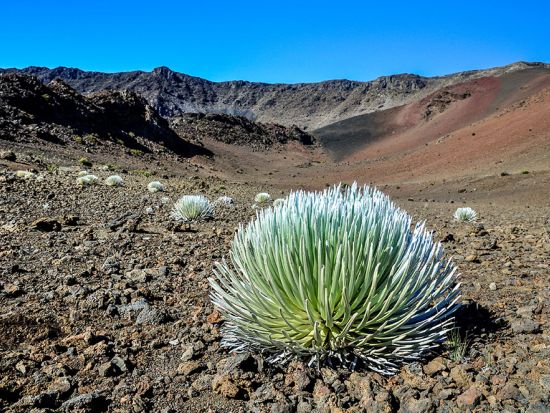 ハレアカラ山頂 夕日鑑賞ツアー＜午後／英語ガイド＞