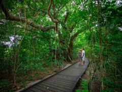 rainforest_walk
