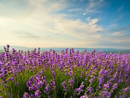 【6月6日～7月31日】南仏プロヴァンス ラベンダー鑑賞 終日ツアー　ゴルド＋セナンク修道院へ立ち寄り＜英語／アヴィニョン発＞