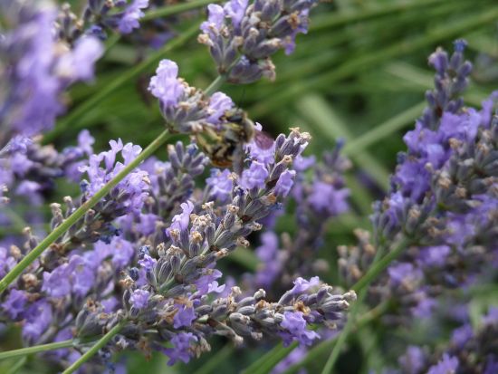 【6月6日～7月25日】南仏プロヴァンス ラベンダー鑑賞 半日ツアー ＜午前・午後／英語／アヴィニョン発＞