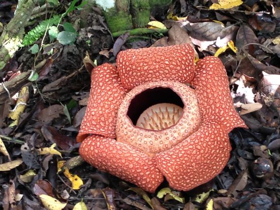 世界遺産キナバル公園観光ツアー　ポーリン温泉の足湯＆キャノピーウォーク体験 ＜昼食付き／日本語／コタキナバル発＞