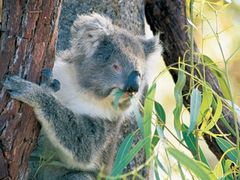 Koala, in Yanchep National Park, Suset Coast Perth, Tourism WA 107204-4