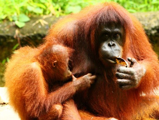 ロッカウィワイルドライフパーク　半日観光ツアー ＜飲茶ランチ付き／日本語ガイド／コタキナバル発＞