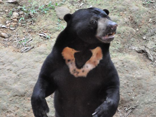ロッカウィワイルドライフパーク　半日観光ツアー ＜飲茶ランチ付き／日本語ガイド／コタキナバル発＞