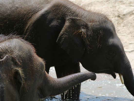 ロッカウィワイルドライフパーク　半日観光ツアー ＜飲茶ランチ付き／日本語ガイド／コタキナバル発＞