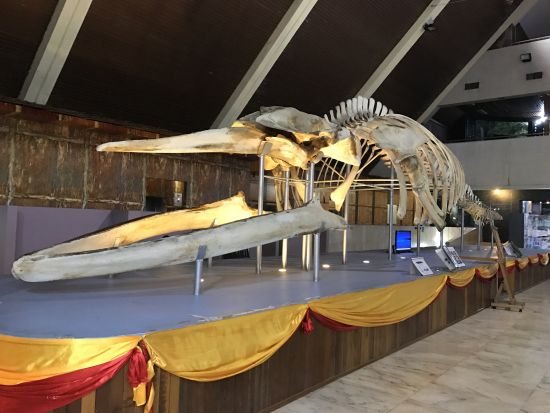 コタキナバル市内または郊外　貸切チャーター ＜4～8時間／日本語ガイド＞