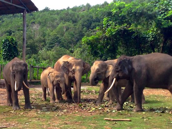 ロッカウィ野生動物園＆コタキナバル市内　半日観光ツアー ＜昼食付き／日本語ガイド／コタキナバル発＞