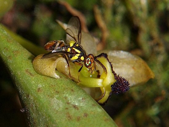 ボルネオ島　昆虫採集体験ツアー ＜夕食付き／日本語ガイド／コタキナバル発＞