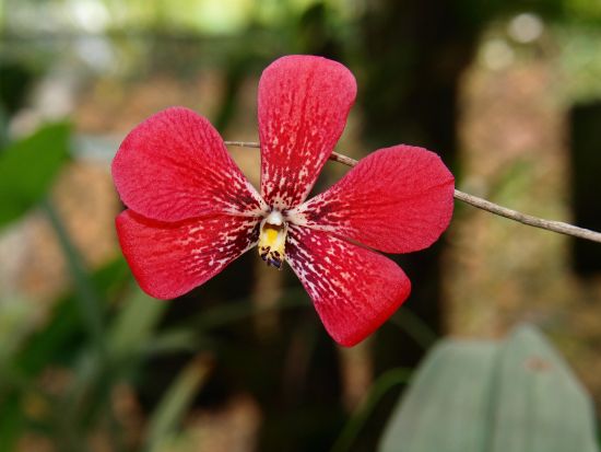 ボルネオ島　昆虫採集体験ツアー ＜夕食付き／日本語ガイド／コタキナバル発＞