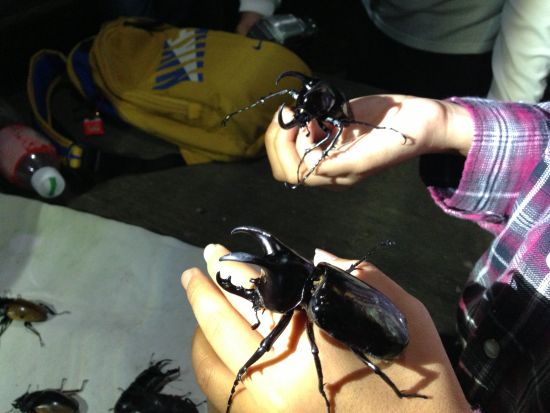 ボルネオ島　昆虫採集体験ツアー ＜夕食付き／日本語ガイド／コタキナバル発＞