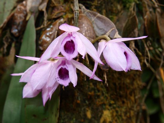 ボルネオ島　昆虫採集体験ツアー ＜夕食付き／日本語ガイド／コタキナバル発＞