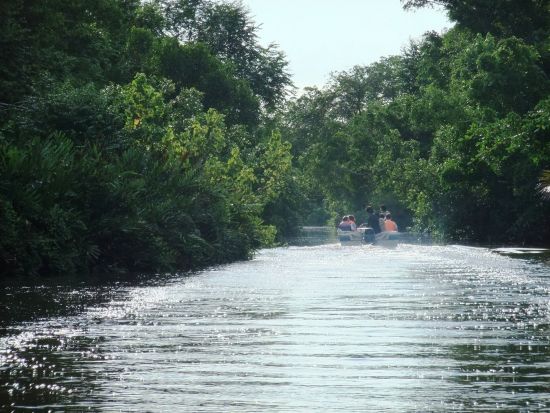ボルネオ島リバークルーズ　テングザル・ホタル観賞 ＜マレー料理ディナー付き／日本語ガイド／コタキナバル発＞