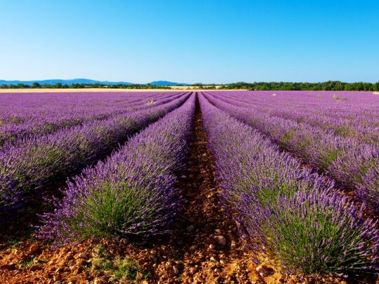 【6月6日～7月31日】南仏プロヴァンス ラベンダー鑑賞 終日ツアー　ゴルド＋セナンク修道院へ立ち寄り＜英語／アヴィニョン発＞