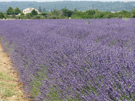 【6月6日～7月25日】南仏プロヴァンス ラベンダー鑑賞 半日ツアー ＜午前・午後／英語／アヴィニョン発＞