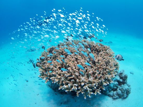 慶良間ファンダイビング　ショップ併設ホテル宿泊で便利！　専用クルーザーはトイレ、シャワー等充実の設備＜2泊3日5ダイブまたは3泊4日8ダイブ／那覇空港無料送迎＞