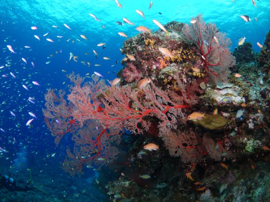 慶良間諸島 体験ダイビング2DIVEツアー  スタッフ貸切 水中写真プレゼント 器材・タオル・酔い止め無料 昼食付＜1日／2名～／宜野湾市内無料送迎／宜野湾発＞