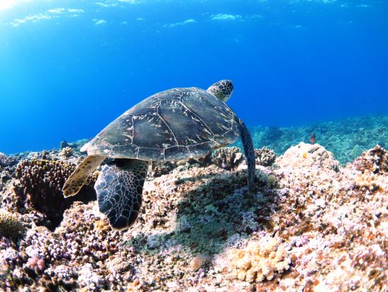 慶良間諸島 体験ダイビング2DIVEツアー  スタッフ貸切 水中写真プレゼント 器材・タオル・酔い止め無料 昼食付＜1日／2名～／宜野湾市内無料送迎／宜野湾発＞