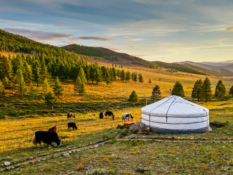 憧れのゲルに泊まる モンゴル宿泊ツアー モンゴルの観光 オプショナルツアー専門 Veltra ベルトラ