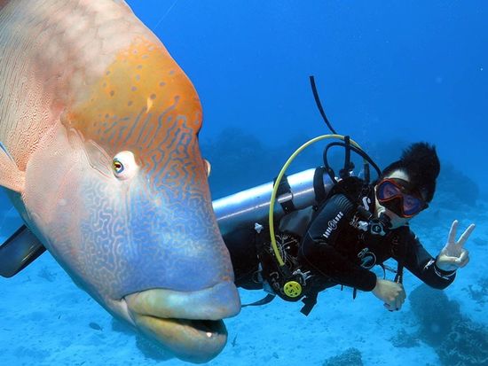 gagi-tour-outer-reef-cairns-09