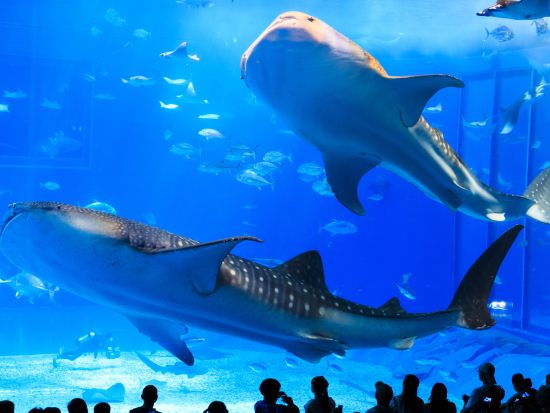 【沖縄エアポートシャトル】那覇空港＋恩納村＋沖縄美ら海水族館ほか停留所多数！1日22便運行＜Wi-Fi搭載バス＞