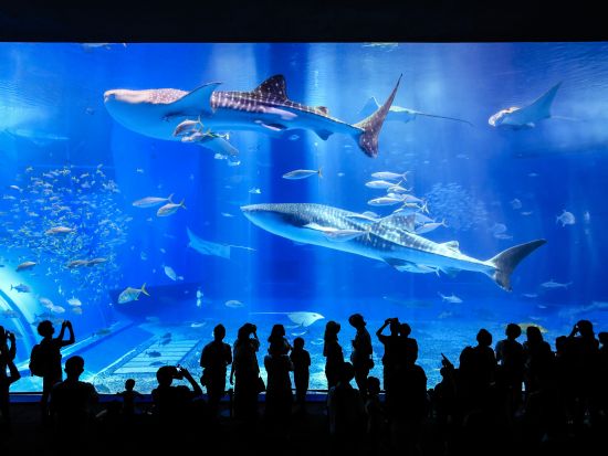 【沖縄エアポートシャトル】那覇空港＋恩納村＋沖縄美ら海水族館ほか停留所多数！1日22便運行＜Wi-Fi搭載バス＞