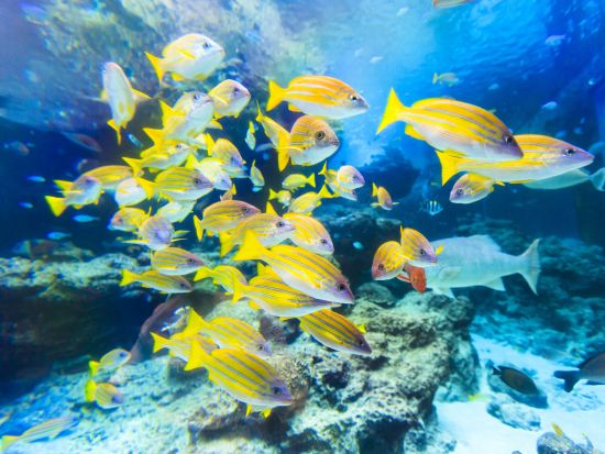 【沖縄エアポートシャトル】那覇空港＋恩納村＋沖縄美ら海水族館ほか停留所多数！1日22便運行＜Wi-Fi搭載バス＞